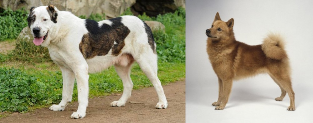 Finnish Spitz vs Central Asian Shepherd - Breed Comparison