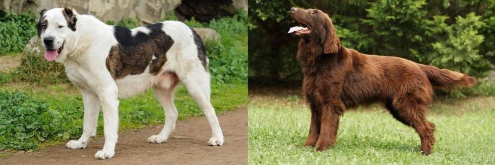 Flat-Coated Retriever vs Central Asian Shepherd - Breed Comparison