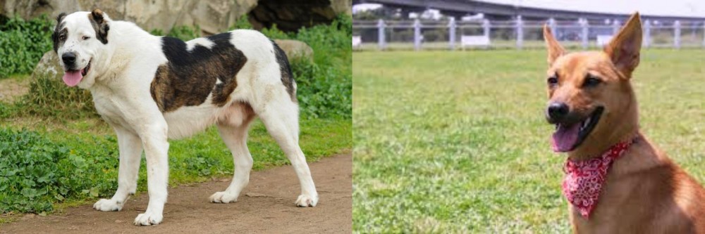 Formosan Mountain Dog vs Central Asian Shepherd - Breed Comparison