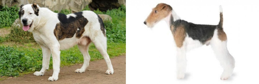 Fox Terrier vs Central Asian Shepherd - Breed Comparison