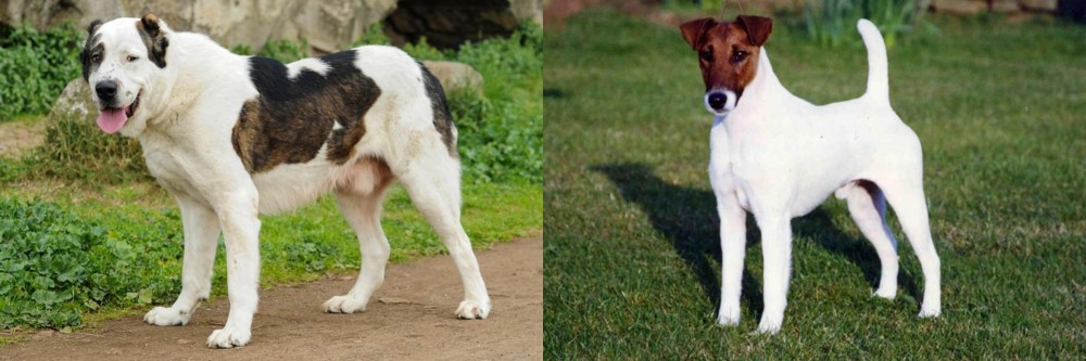 Fox Terrier (Smooth) vs Central Asian Shepherd - Breed Comparison