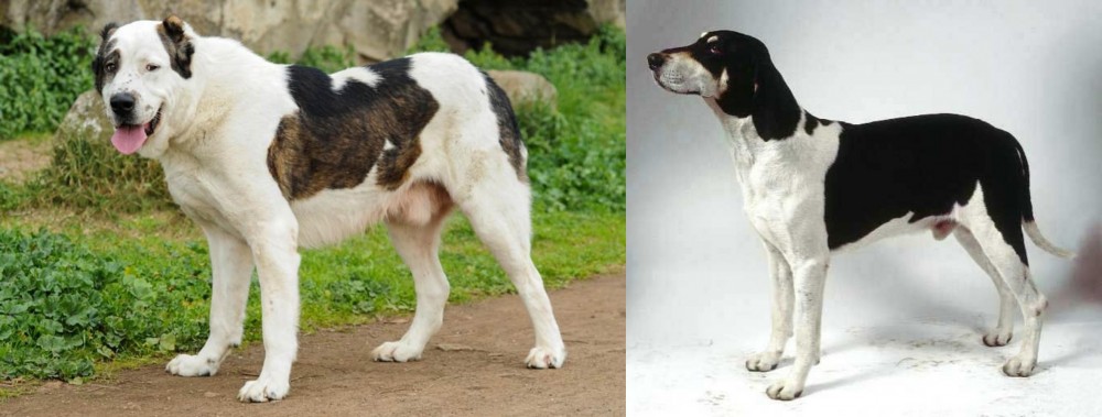Francais Blanc et Noir vs Central Asian Shepherd - Breed Comparison