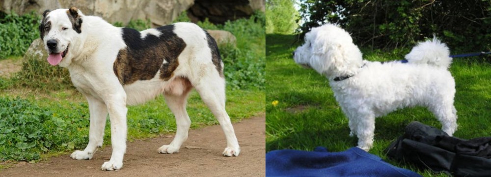 Franzuskaya Bolonka vs Central Asian Shepherd - Breed Comparison