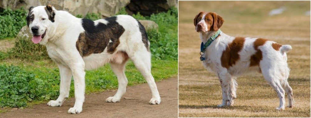 French Brittany vs Central Asian Shepherd - Breed Comparison