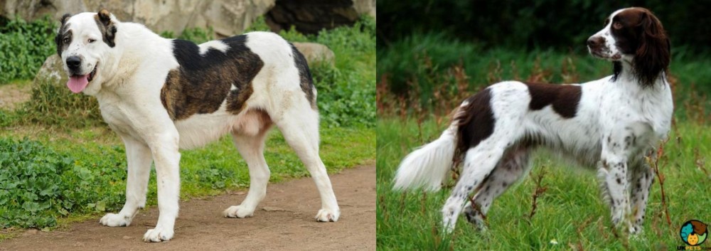 French Spaniel vs Central Asian Shepherd - Breed Comparison