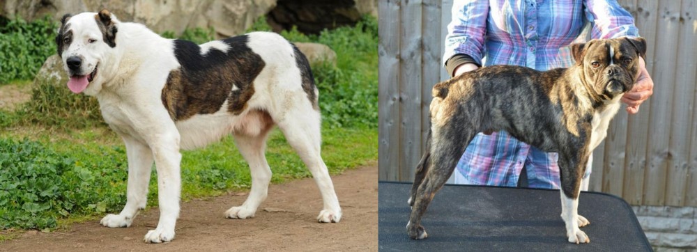 Fruggle vs Central Asian Shepherd - Breed Comparison