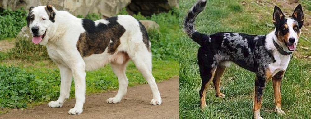 German Coolie vs Central Asian Shepherd - Breed Comparison