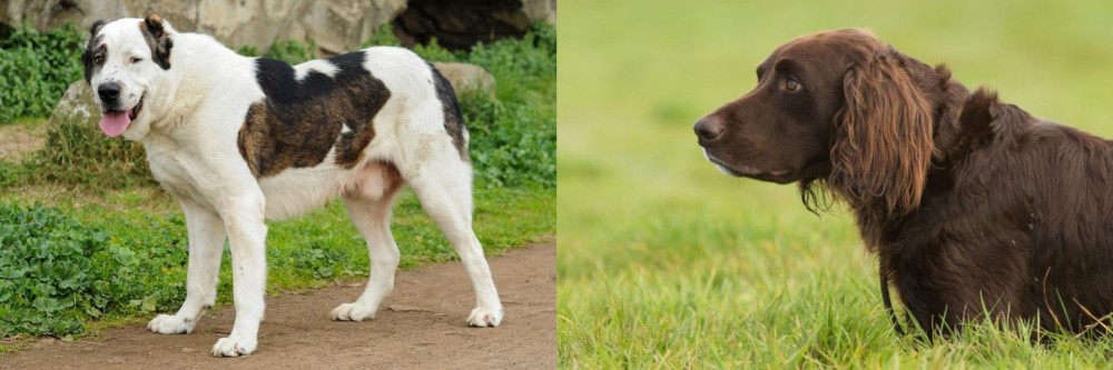 German Longhaired Pointer vs Central Asian Shepherd - Breed Comparison