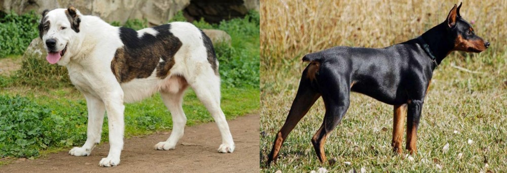 German Pinscher vs Central Asian Shepherd - Breed Comparison
