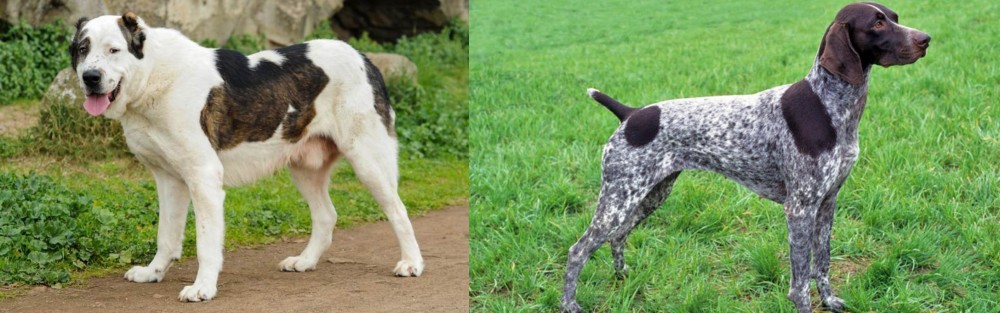 German Shorthaired Pointer vs Central Asian Shepherd - Breed Comparison