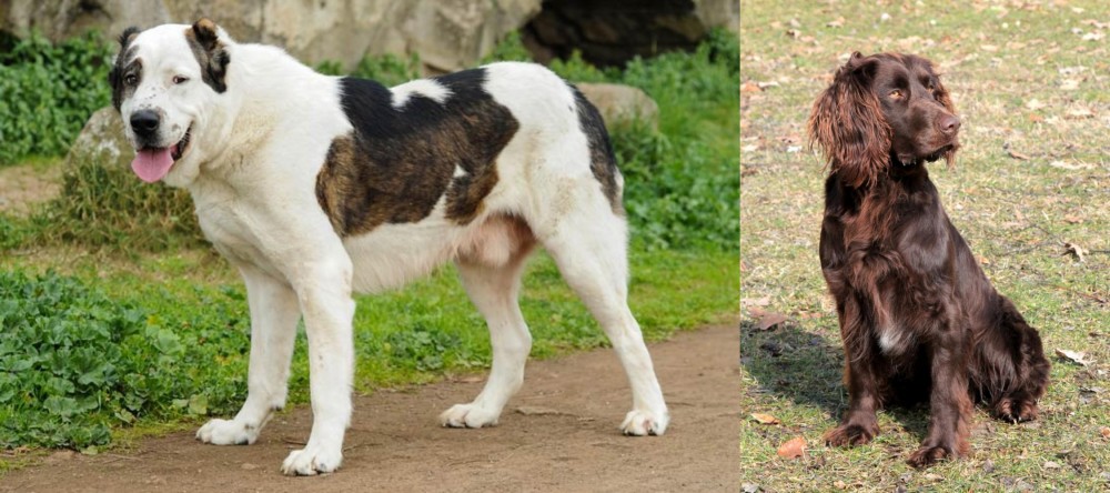 German Spaniel vs Central Asian Shepherd - Breed Comparison