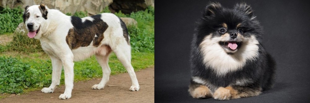 German Spitz (Klein) vs Central Asian Shepherd - Breed Comparison