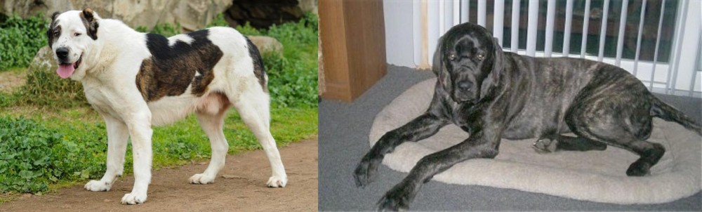 Giant Maso Mastiff vs Central Asian Shepherd - Breed Comparison