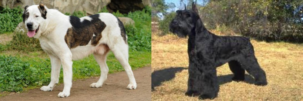 Giant Schnauzer vs Central Asian Shepherd - Breed Comparison