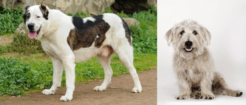 Glen of Imaal Terrier vs Central Asian Shepherd - Breed Comparison