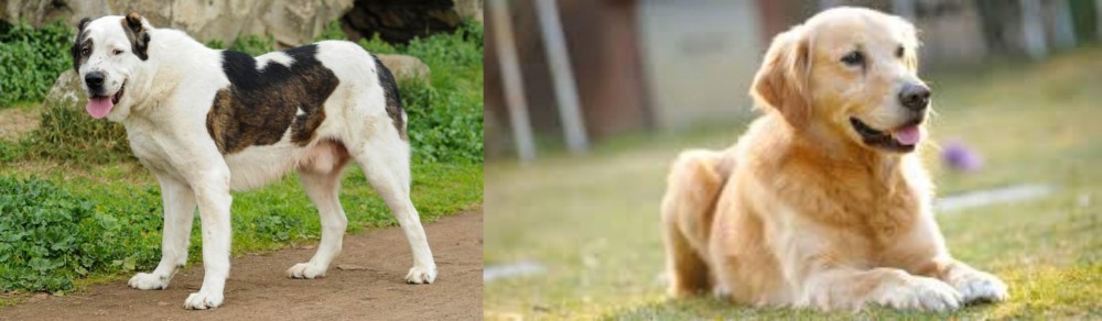 Goldador vs Central Asian Shepherd - Breed Comparison