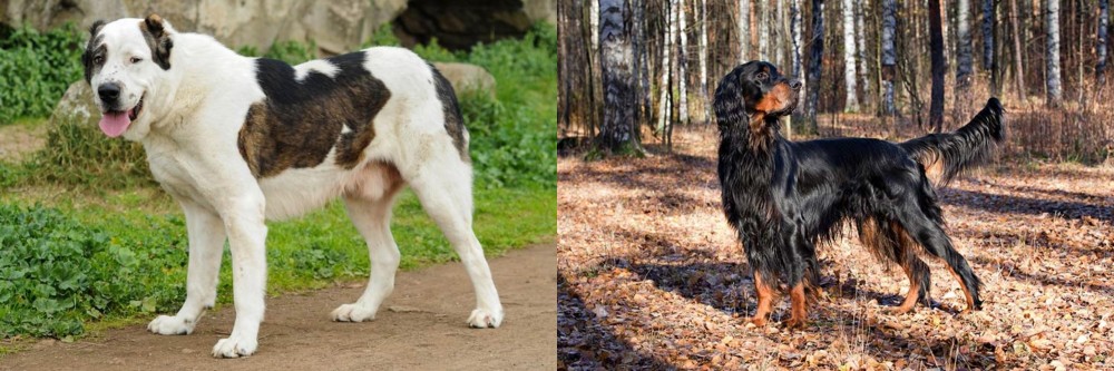 Gordon Setter vs Central Asian Shepherd - Breed Comparison