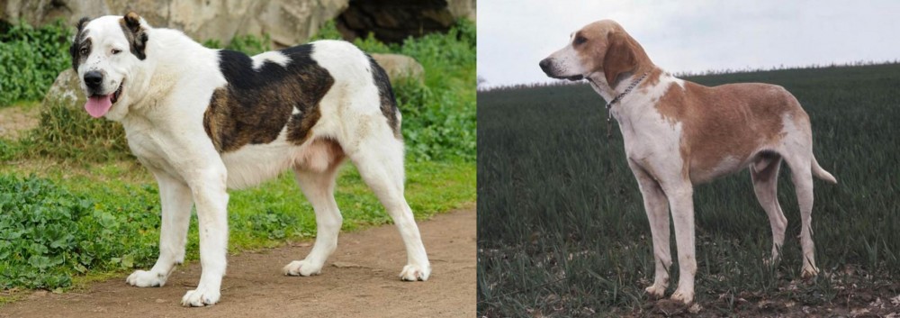 Grand Anglo-Francais Blanc et Orange vs Central Asian Shepherd - Breed Comparison