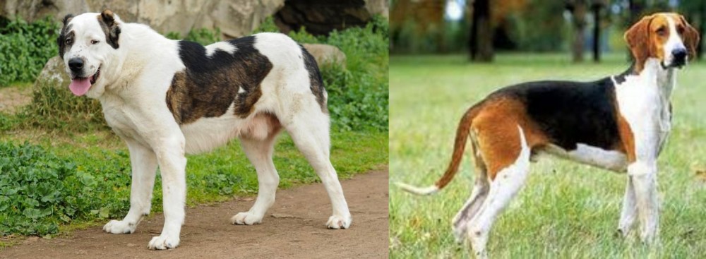 Grand Anglo-Francais Tricolore vs Central Asian Shepherd - Breed Comparison