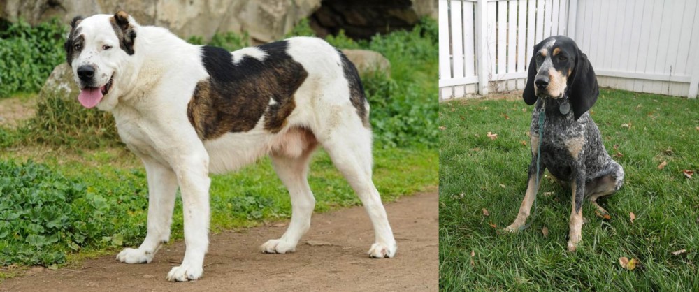 Grand Bleu de Gascogne vs Central Asian Shepherd - Breed Comparison