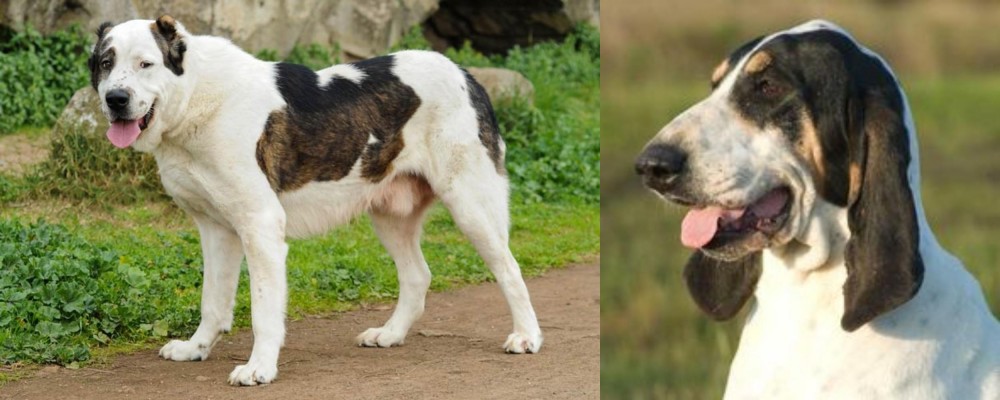 Grand Gascon Saintongeois vs Central Asian Shepherd - Breed Comparison