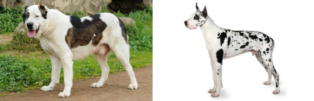 Great Dane vs Central Asian Shepherd - Breed Comparison