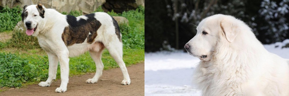 Great Pyrenees vs Central Asian Shepherd - Breed Comparison
