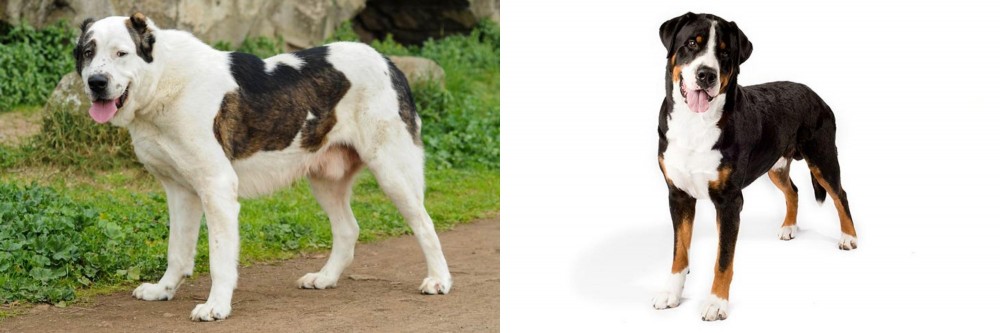 Greater Swiss Mountain Dog vs Central Asian Shepherd - Breed Comparison