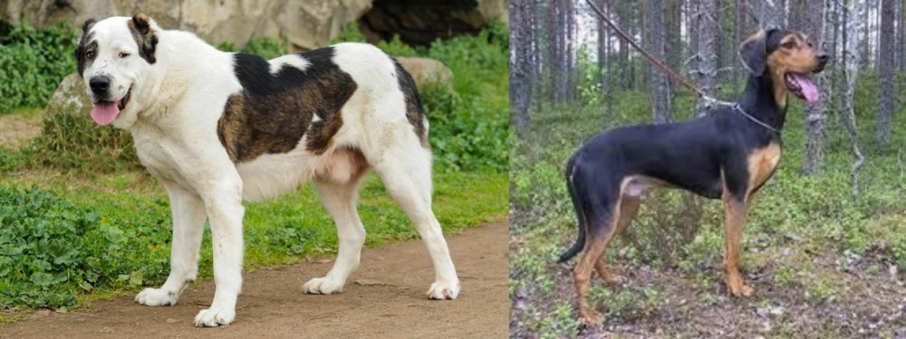 Greek Harehound vs Central Asian Shepherd - Breed Comparison