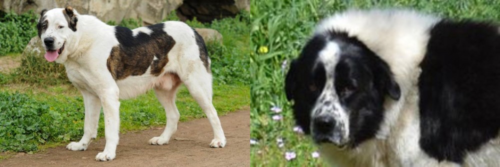 Greek Sheepdog vs Central Asian Shepherd - Breed Comparison