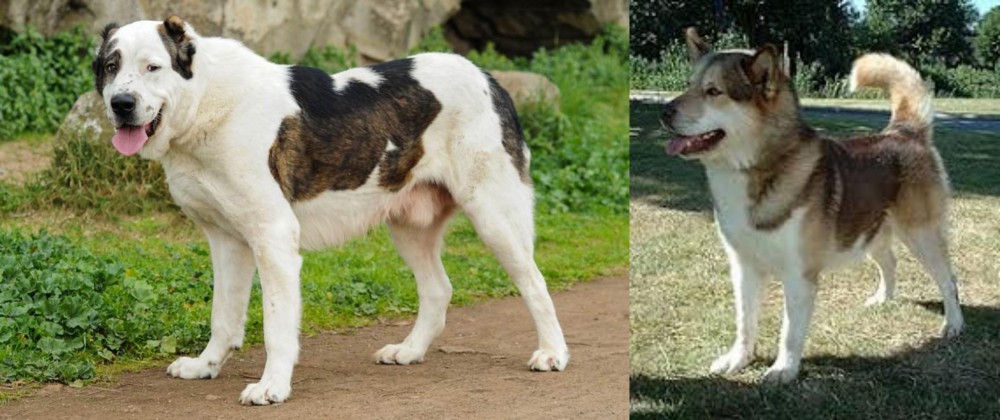 Greenland Dog vs Central Asian Shepherd - Breed Comparison