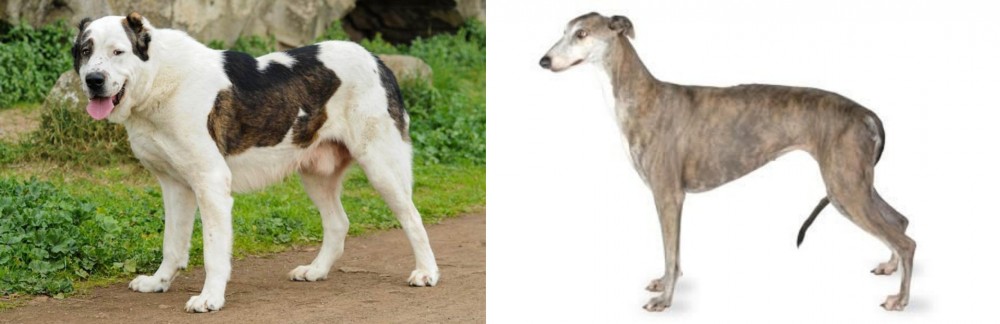 Greyhound vs Central Asian Shepherd - Breed Comparison