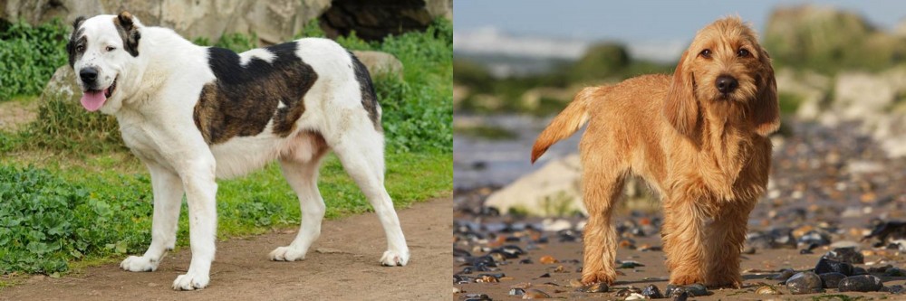 Griffon Fauve de Bretagne vs Central Asian Shepherd - Breed Comparison