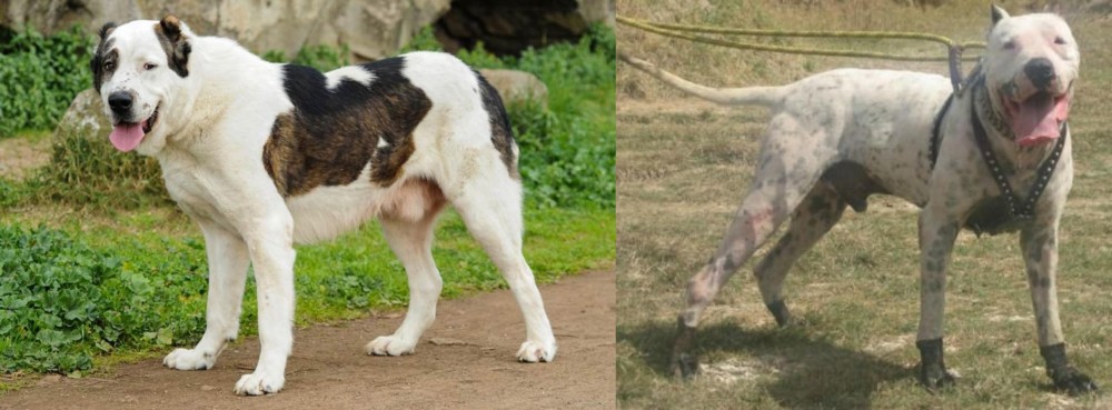 Gull Dong vs Central Asian Shepherd - Breed Comparison