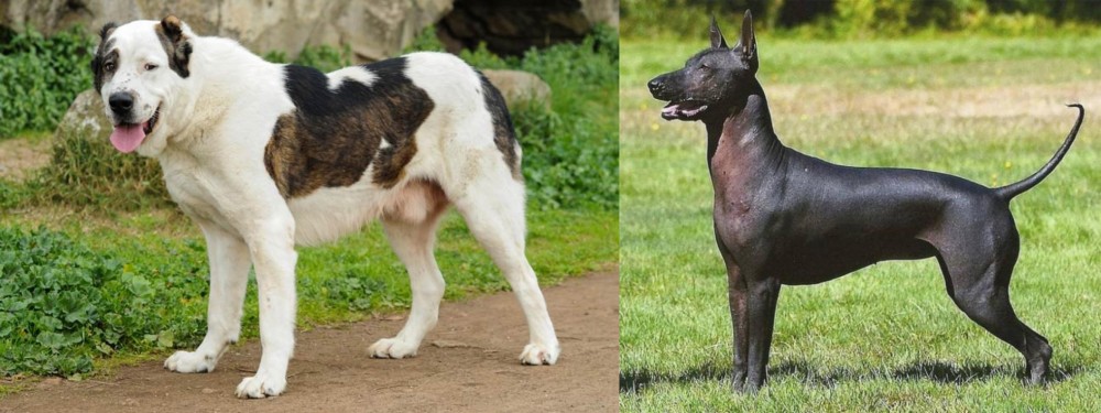 Hairless Khala vs Central Asian Shepherd - Breed Comparison