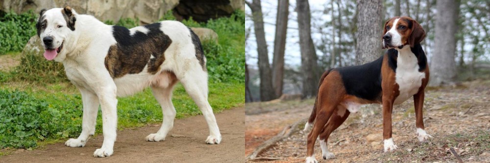 Hamiltonstovare vs Central Asian Shepherd - Breed Comparison