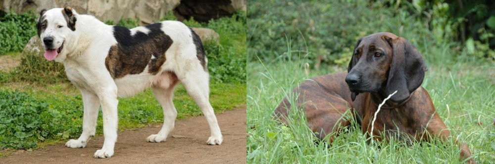 Hanover Hound vs Central Asian Shepherd - Breed Comparison