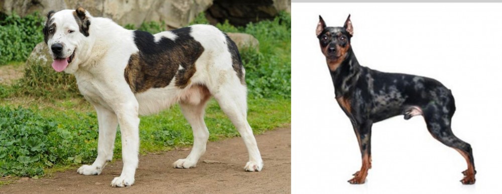 Harlequin Pinscher vs Central Asian Shepherd - Breed Comparison