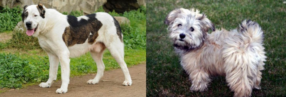 Havapoo vs Central Asian Shepherd - Breed Comparison