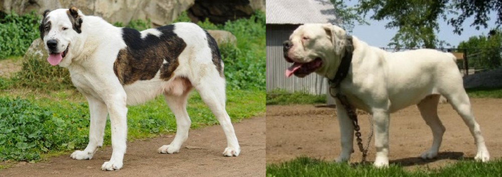 Hermes Bulldogge vs Central Asian Shepherd - Breed Comparison