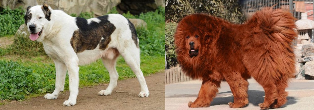 Himalayan Mastiff vs Central Asian Shepherd - Breed Comparison