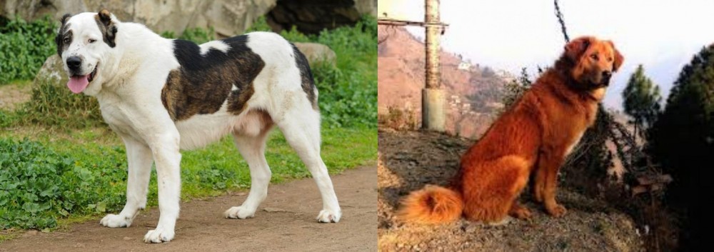 Himalayan Sheepdog vs Central Asian Shepherd - Breed Comparison
