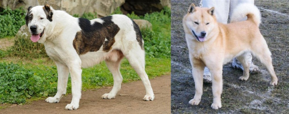 Hokkaido vs Central Asian Shepherd - Breed Comparison