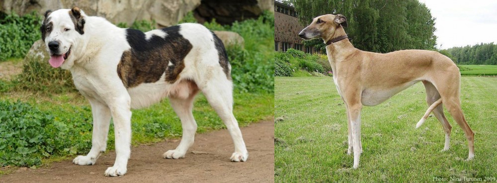 Hortaya Borzaya vs Central Asian Shepherd - Breed Comparison