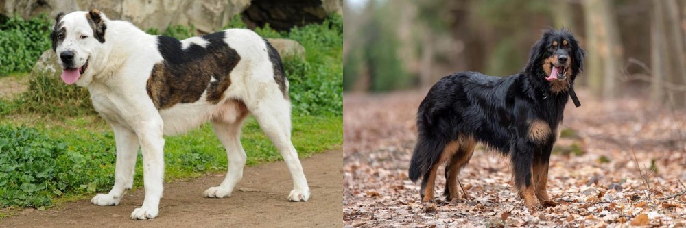 Hovawart vs Central Asian Shepherd - Breed Comparison