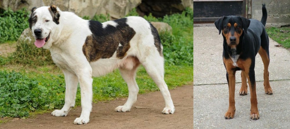 Hungarian Hound vs Central Asian Shepherd - Breed Comparison
