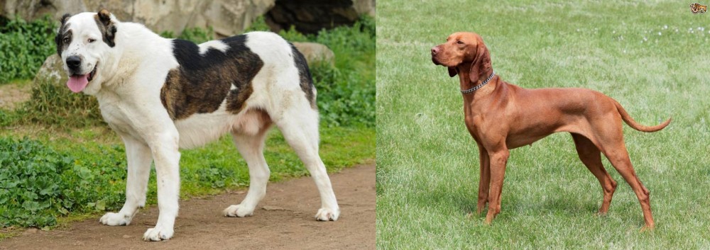 Hungarian Vizsla vs Central Asian Shepherd - Breed Comparison
