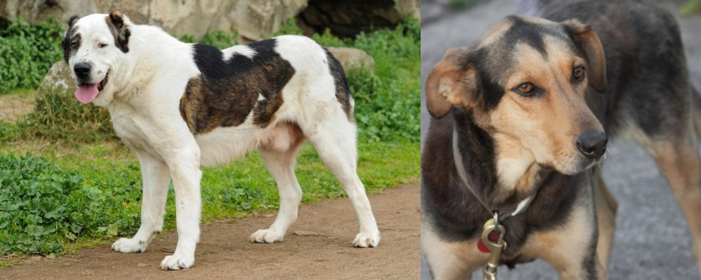 Huntaway vs Central Asian Shepherd - Breed Comparison