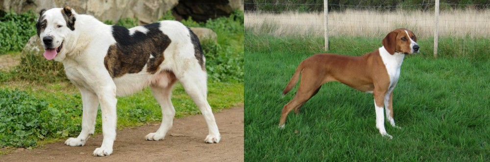 Hygenhund vs Central Asian Shepherd - Breed Comparison