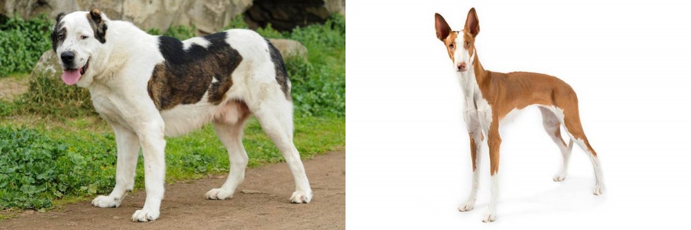 Ibizan Hound vs Central Asian Shepherd - Breed Comparison